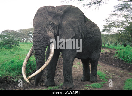 L'éléphant mâle mature avec de magnifiques défenses Ngorongoro Crater Tanzanie Afrique de l'Est Banque D'Images