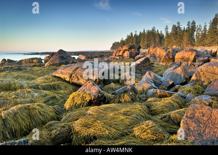 Le lever du soleil sur la digue naturelle de l'Atlantique l'Acadia National Park Maine USA Banque D'Images