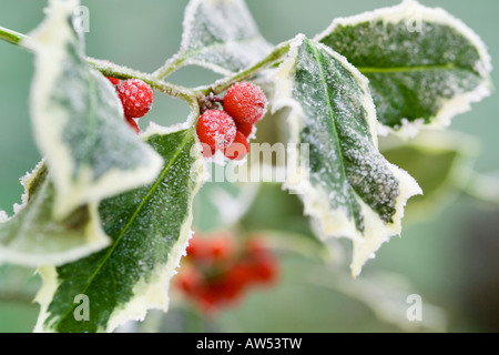 Brin de fête de frosty panaché feuilles de houx aux fruits rouges Banque D'Images