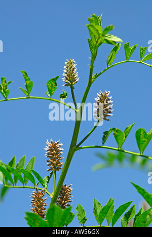 La réglisse, la réglisse (Glycyrrhiza glabra), la floraison Banque D'Images