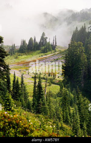 Paradis, Mt Rainier National Park Banque D'Images