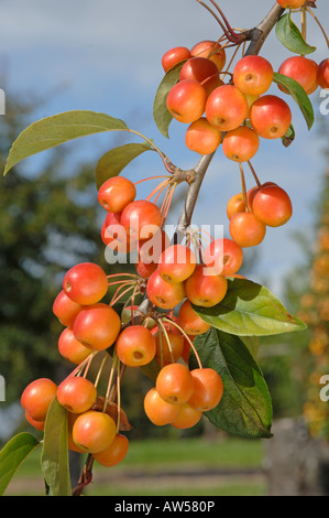 Pommier (Malus Professeur Sprenger), des rameaux avec des pommes sur un arbre Banque D'Images