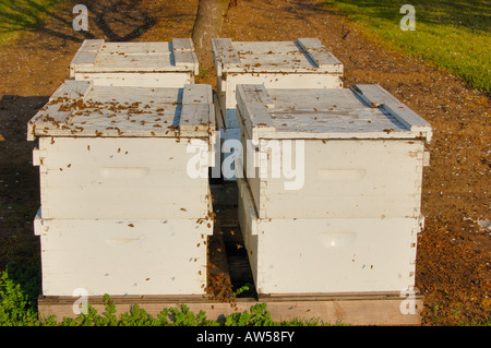 Les abeilles et les ruches dans les vergers d'amandiers la vallée centrale de Californie Banque D'Images