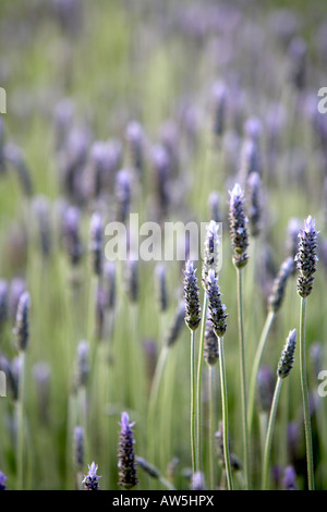 Gros plan lumineux jardin de fleur de lavande avec spears Banque D'Images