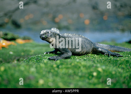 Meerechse iguane marin Iguane marin Amblyrhynchus cristatus Echsen endemisch les animaux endémiques des Galapagos Iguana iguane marin Acig Banque D'Images