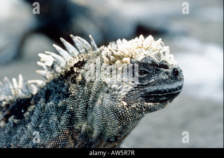 Meerechse iguane marin Iguane marin Amblyrhynchus cristatus Echsen endemisch les animaux endémiques des Galapagos Iguana iguane marin Acig Banque D'Images