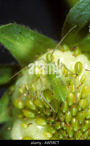 La capside de pommes de terre Calocoris norvegicus nymphe sur fraises immatures Banque D'Images