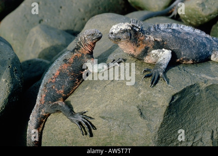 Meerechse iguane marin Iguane marin Amblyrhynchus cristatus Echsen endemisch les animaux endémiques des Galapagos Iguana iguane marin Acig Banque D'Images