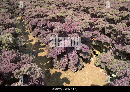 Feuilles de chou rouge growing in field Banque D'Images