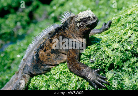 Meerechse iguane marin Iguane marin Amblyrhynchus cristatus Echsen endemisch les animaux endémiques des Galapagos Iguana iguane marin Acig Banque D'Images