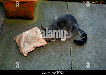 Un jeune chat à l'intérieur d'un sac en papier brun. Banque D'Images