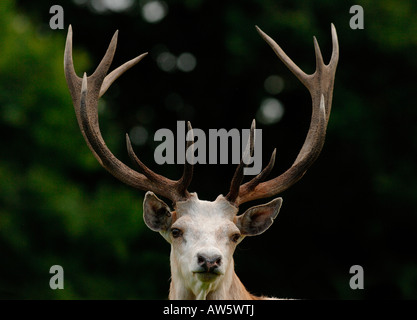 Le calcaire blanc Red Deer stag vu au début de l'hiver soleil à Château de Culzean en Ayrshire, Ecosse. Banque D'Images