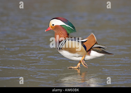 Mandarin Drake sur la glace Banque D'Images