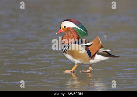 Mandarin Drake sur la glace Banque D'Images