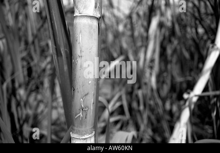 Vues du projet eden bambou plante Banque D'Images