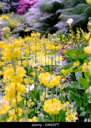 Candelabra primula Banque D'Images