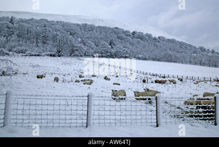 Les moutons derrière un grillage dans le champ couvert de neige, Midlothian, Ecosse, Royaume-Uni, Europe Banque D'Images