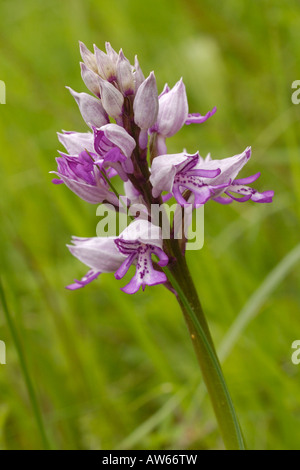 Orchidées Orchis militaris, militaire Banque D'Images