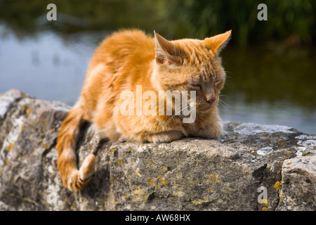 Le gingembre cat assis sur un mur dans le village de Lulworth, Dorset Banque D'Images