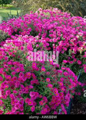 New England Aster (Aster novae-angliae) Banque D'Images