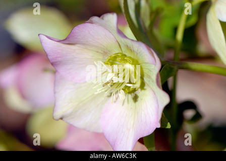 L'hellébore ou rose/mauve helleborus purpurascens floraison au printemps Banque D'Images