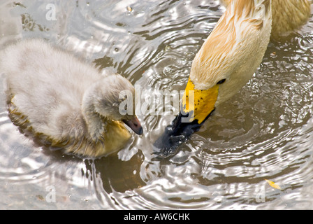 Bewicks cygne de Bewick Cygnus columbianus Tundra Banque D'Images