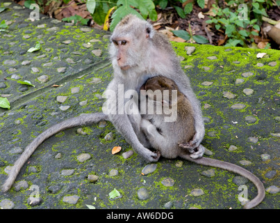 Un couple de macaques à longue queue Macaca fascicularis singes dans la Monkey Forest Ubud Bali Indonésie Banque D'Images