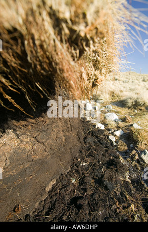 Les dépôts de tourbe à 1800 pieds sur l'acier est tombé dans le Lake District,avec les dépôts forestiers préservés dans des temps plus chaud Banque D'Images