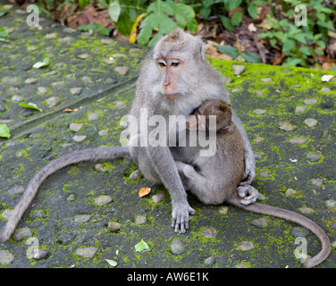 Un couple de macaques à longue queue Macaca fascicularis singes dans la Monkey Forest Ubud Bali Indonésie Banque D'Images