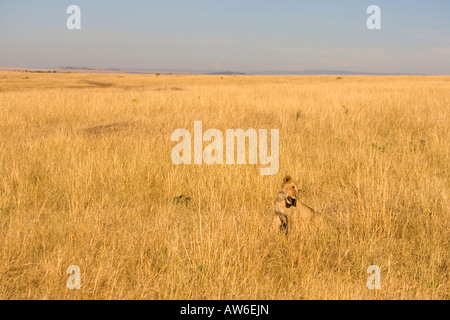 Lion cub jouant dans Maasai Mara au Kenya Banque D'Images