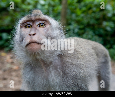 Une longue queue Macaca fascicularis macaque Monkey dans la Monkey Forest Ubud Bali Indonésie Banque D'Images