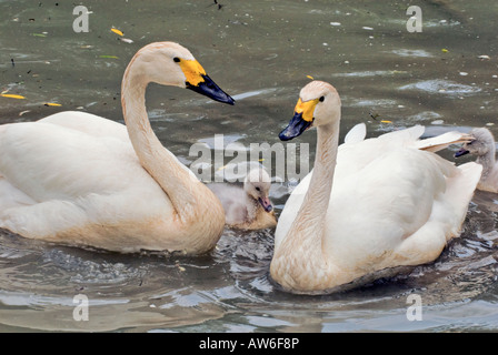 Bewicks la famille Swan Cygnus columbianus Tundra Banque D'Images