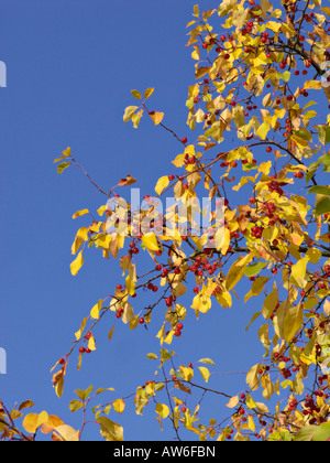 Siberian crab apple (Malus baccata var. mandshurica) Banque D'Images