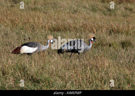 Une paire de grues couronnées Masai Mara, Kenya, Afrique du Sud Banque D'Images