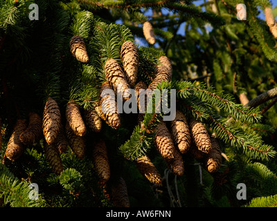 Politique Epicéa (picea abies 'viminalis') Banque D'Images