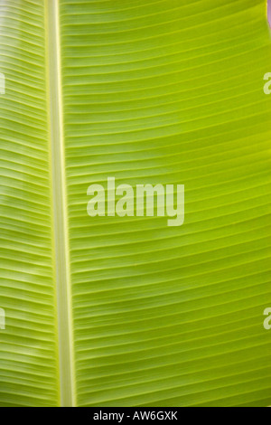 Close up detail de feuilles de banane verte. Formes de modèle loin de la côte. Les îles Fidji. Banque D'Images