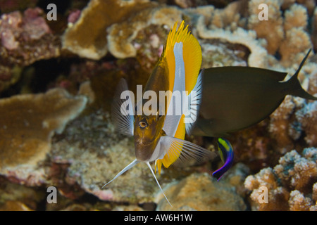 Papillons pyramide et une espèce endémique, Hawaii Hawaiian cleaner wrasse. Banque D'Images