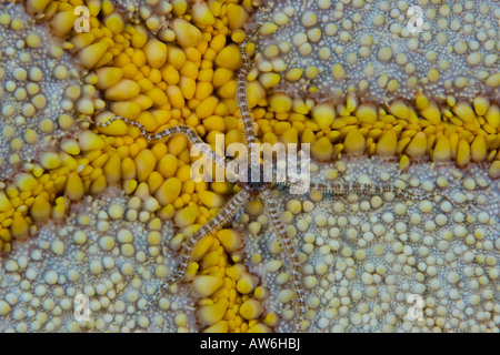 Une étoile fragile réticulée, Ophiocoma brevipes, sur le caractère alambiqué de surface d'une étoile de mer du coussin, Culcita novaeguineae, Hawaii. Banque D'Images