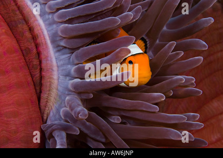 Poisson clown Amphiprion percula Clown,, dans l'anémone, Heteractis magnifica, Indonésie. Banque D'Images