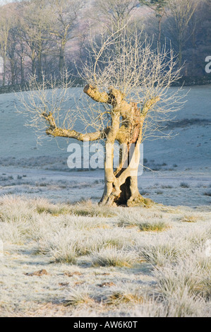 Un vieux frêne avec gel au petit matin près de skelwyth Bridge Lake district UK Banque D'Images