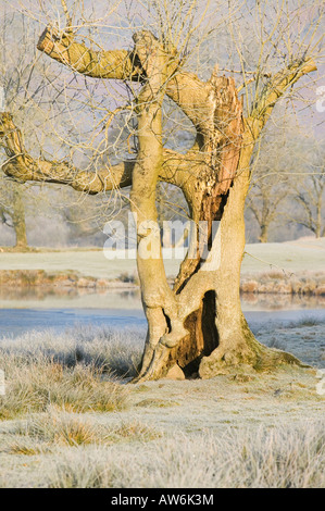 Un vieux frêne avec gel au petit matin près de skelwyth Bridge Lake district UK Banque D'Images