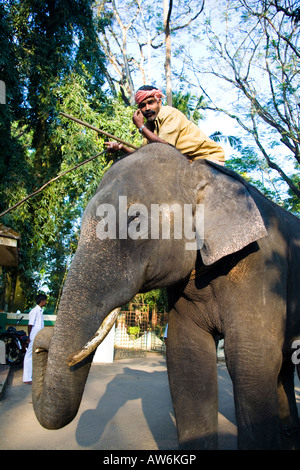 Elephant et mahout, Kodanad Elephant Training Centre, Mumbai, le District d'Ernakulam, Kerala, Inde Banque D'Images