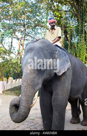 Elephant et mahout, Kodanad Elephant Training Centre, Mumbai, le District d'Ernakulam, Kerala, Inde Banque D'Images