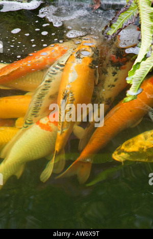 La carpe koï japonais coloré Banque D'Images