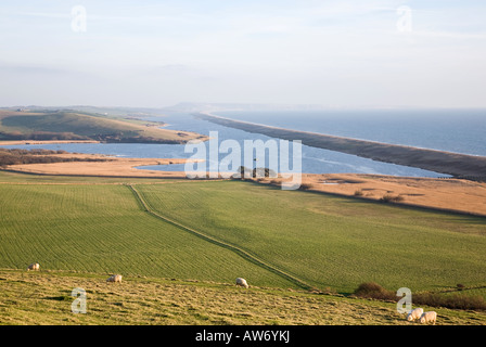 Moutons en champ avec vue sur la plage de Chesil Flotte et Portland Dorset Banque D'Images