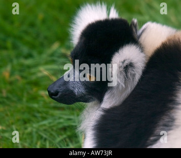Noir et blanc La Gélinotte Lemur (le varecia variegata variegata) Banque D'Images
