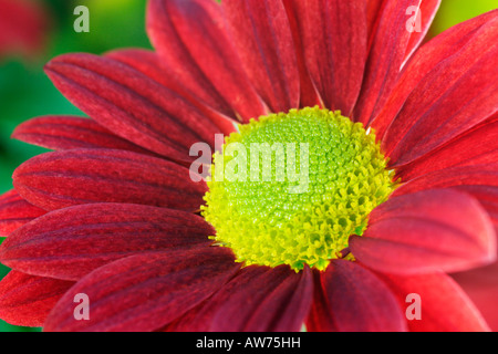 Chrysanthème rouge close-up Banque D'Images