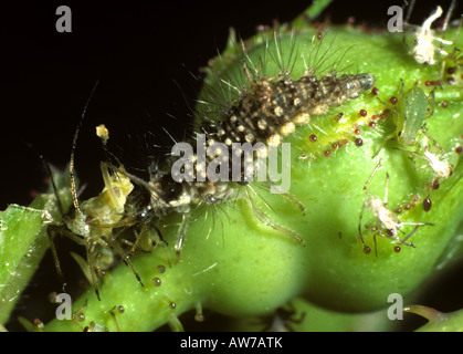 Larve de chrysope Chrysoperla carnea se nourrissent de pucerons rose Banque D'Images