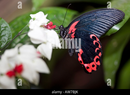 Mormon Mormon écarlate, Rouge (Papilio rumanzovia) Banque D'Images