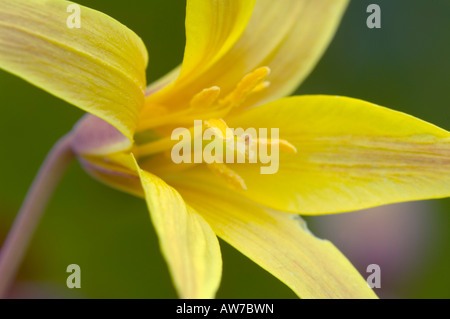 Communément appelé truite Lily Violet Dogtooth Erythronium americanum famille des Liliacées liliacaea Banque D'Images